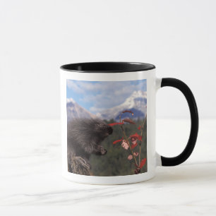 Gewöhnliches Stachelschwein beim Fressen von hochw Tasse