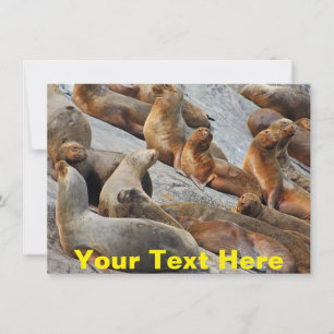 Gewohnte Seelöwen in Patagonien, Chile-Karte