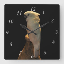 Gewohnter Cockatovogel, der nachts posiert