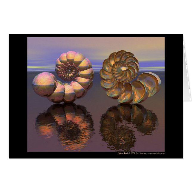 Gewundene Muschel (Vorderseite (Horizontal))