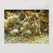 Gewürze Postkarte (Vorderseite)