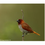 Gewürzfink Freistehende Fotoskulptur<br><div class="desc">ein bunter Vogel als Kunst!</div>