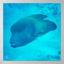 Gezeichnet Great Barrier Reef Napoleon Wrasse Fish