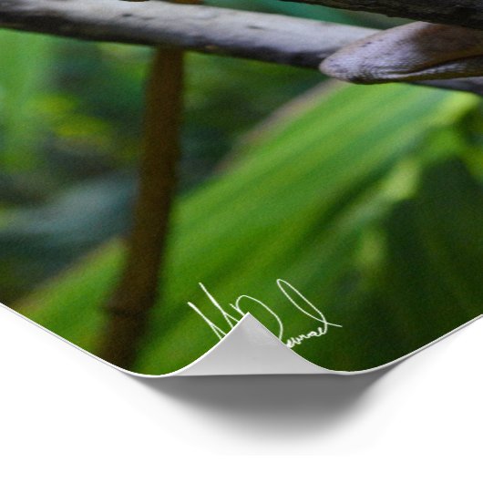 Gezeichnet Merten's Water Monitor Poster (Ecke)