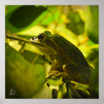 Gezeichnetes Green and Golden Bell Frog Poster