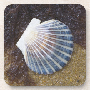 Gezeiten- Pool Getränkeuntersetzer