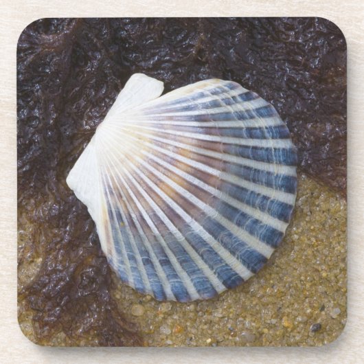 Gezeiten- Pool Getränkeuntersetzer (Vorderseite)