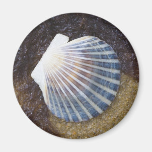 Gezeiten- Pool Magnet