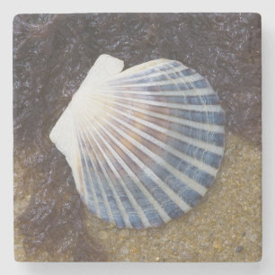 Gezeiten- Pool Steinuntersetzer