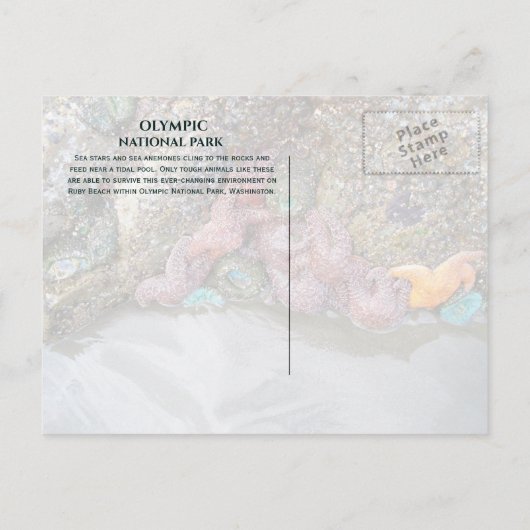 Gezeitenbad, Ruby Beach, Olympischer Nationalpark Postkarte (Rückseite)