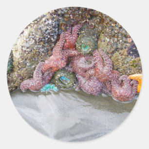 Gezeitenbad, Ruby Beach, Olympischer Nationalpark Runder Aufkleber