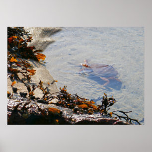 Gezeitenbecken am Sand Beach Poster