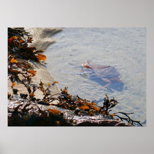 Gezeitenbecken am Sand Beach Poster (Vorne)