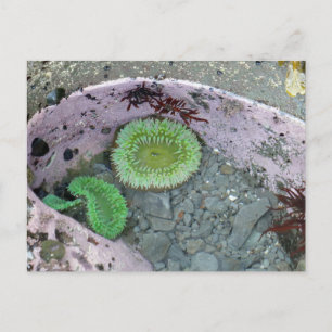 Gezeitenbecken im Pazifischen Nordwesten mit grüne Postkarte