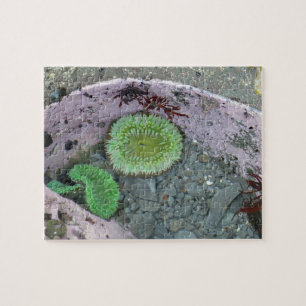 Gezeitenbecken im Pazifischen Nordwesten mit grüne Puzzle