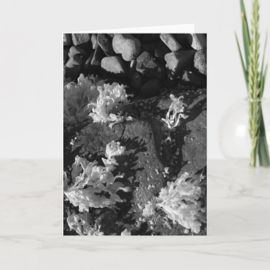 Gezeitenpool Karte (Vorderseite)