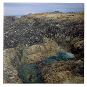 Gezeitenpools am Bob Creek, OR Fliese (Vorderseite)