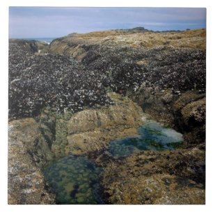 Gezeitenpools am Bob Creek, OR Fliese