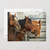 Gezügelte Pferdeköpfe Postkarte (Vorne/Hinten)