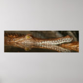 Gharial Poster (Vorne)