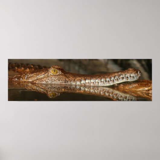 Gharial Poster (Vorne)