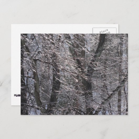 Ghear Icy Forest in Morgenlicht I Postkarte (Vorne/Hinten)