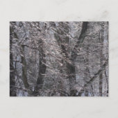 Ghear Icy Forest in Morgenlicht I Postkarte (Vorderseite)