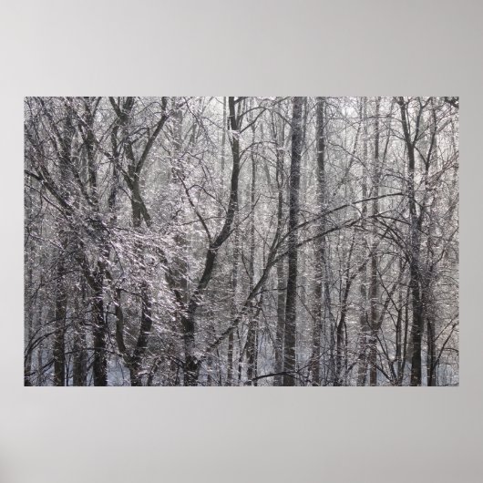 Ghear Icy Forest in Morgenlicht II Poster (Vorne)