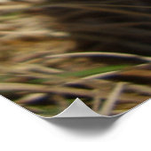 Ghear Inkcap Mushroom Poster (Ecke)