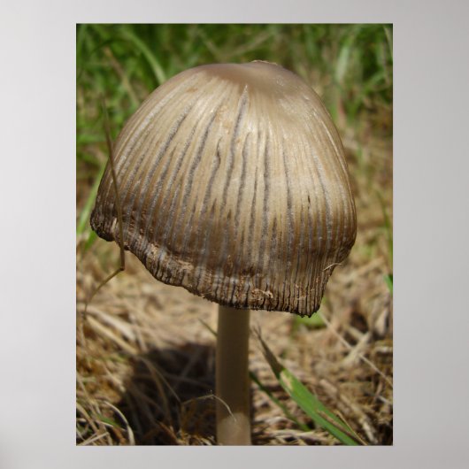 Ghear Inkcap Mushroom Poster (Vorne)