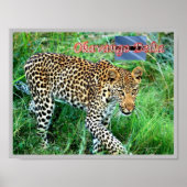 GHEPARD Okavango Delta - Poster (Vorne)