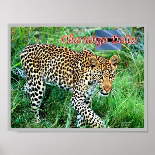 GHEPARD Okavango Delta - Poster (Vorne)