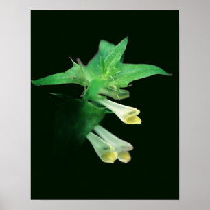 Ghoful White Woodland Wildblume Nah Poster