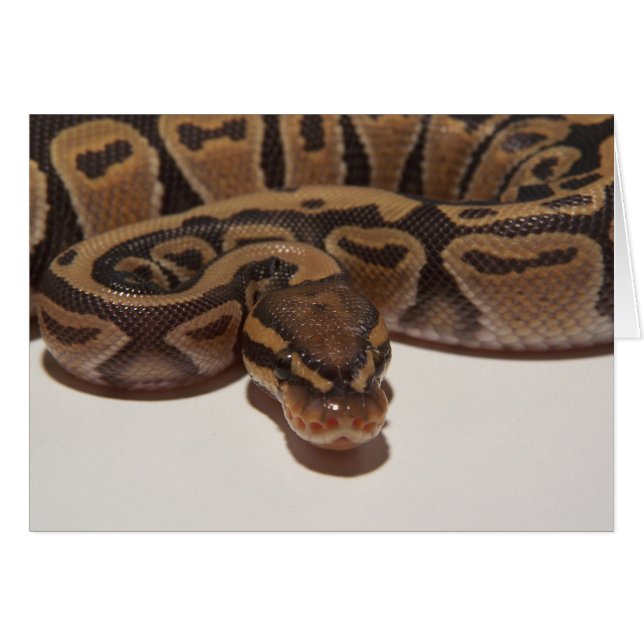 Ghost Ball Python Card (Vorderseite (Horizontal))