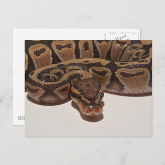 Ghost Ball Python Postcard Postkarte (Vorne/Hinten)