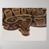 Ghost Ball Python Poster (Vorne)