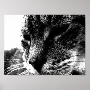 Ghost Cat Poster