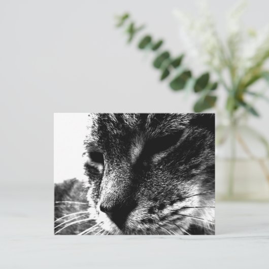 Ghost Cat Postkarte (Stehend Vorderseite)