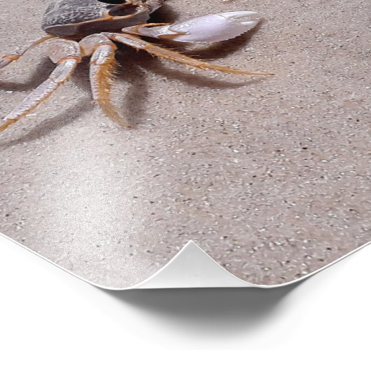 Ghost Crab Fotodruck (Ecke)