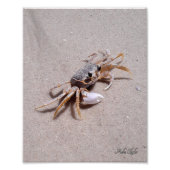Ghost Crab Fotodruck (Vorne)