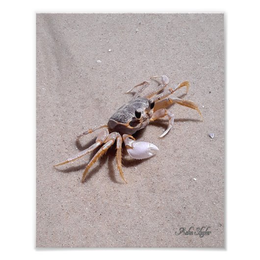 Ghost Crab Fotodruck (Vorne)