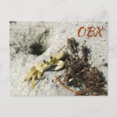 Ghost Crab OBX NC Fotografisch Postkarte (Vorderseite)