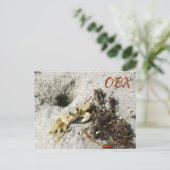 Ghost Crab OBX NC Fotografisch Postkarte (Stehend Vorderseite)