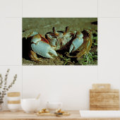 Ghost Crab Poster (Küche)