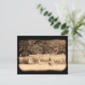 Ghost Deer Postkarte (Stehend Vorderseite)