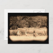 Ghost Deer Postkarte (Vorne/Hinten)