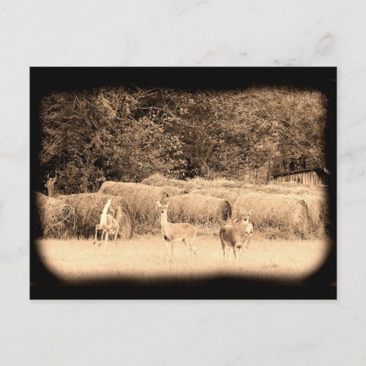 Ghost Deer Postkarte (Vorderseite)