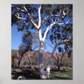 Ghost Gum in Alice Poster (Vorne)