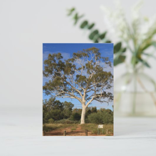 Ghost gum tree, Outback Australien Postkarte (Stehend Vorderseite)