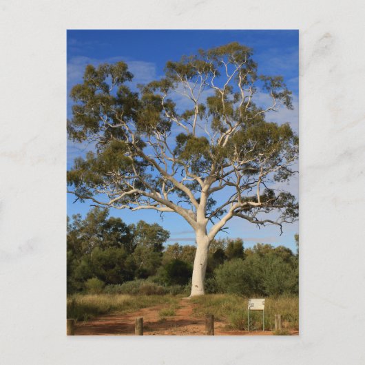 Ghost gum tree, Outback Australien Postkarte (Vorderseite)